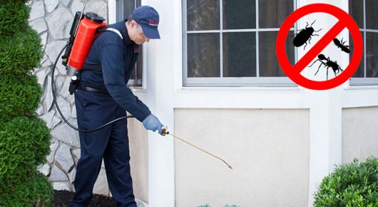 Boyalık Uçan Haşere İlaçlama böcek ilaçlama ve haşere kontrolü — ilaclama-tr.com